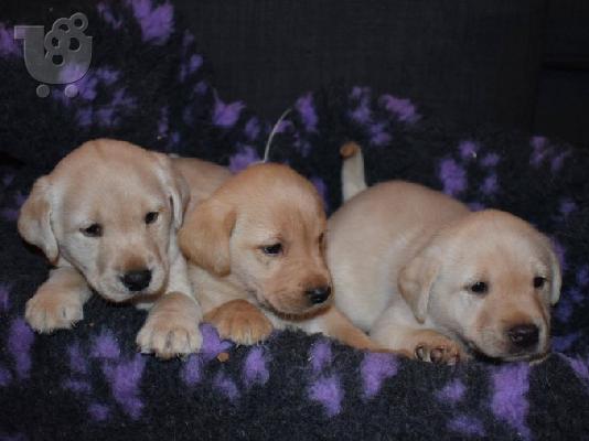 Προς πώληση Labrador Retriever Σκύλοι και κουτάβια